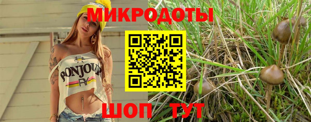 Псилоцибиновые грибы Psilocybine cubensis Петропавловск-Камчатский